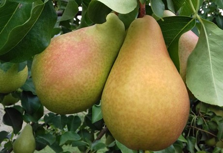 Presentata dal CREA una nuova cultivar di pero