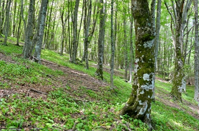 Il CREA partecipa al Platform meeting del progetto Mettiamoci in RIGA