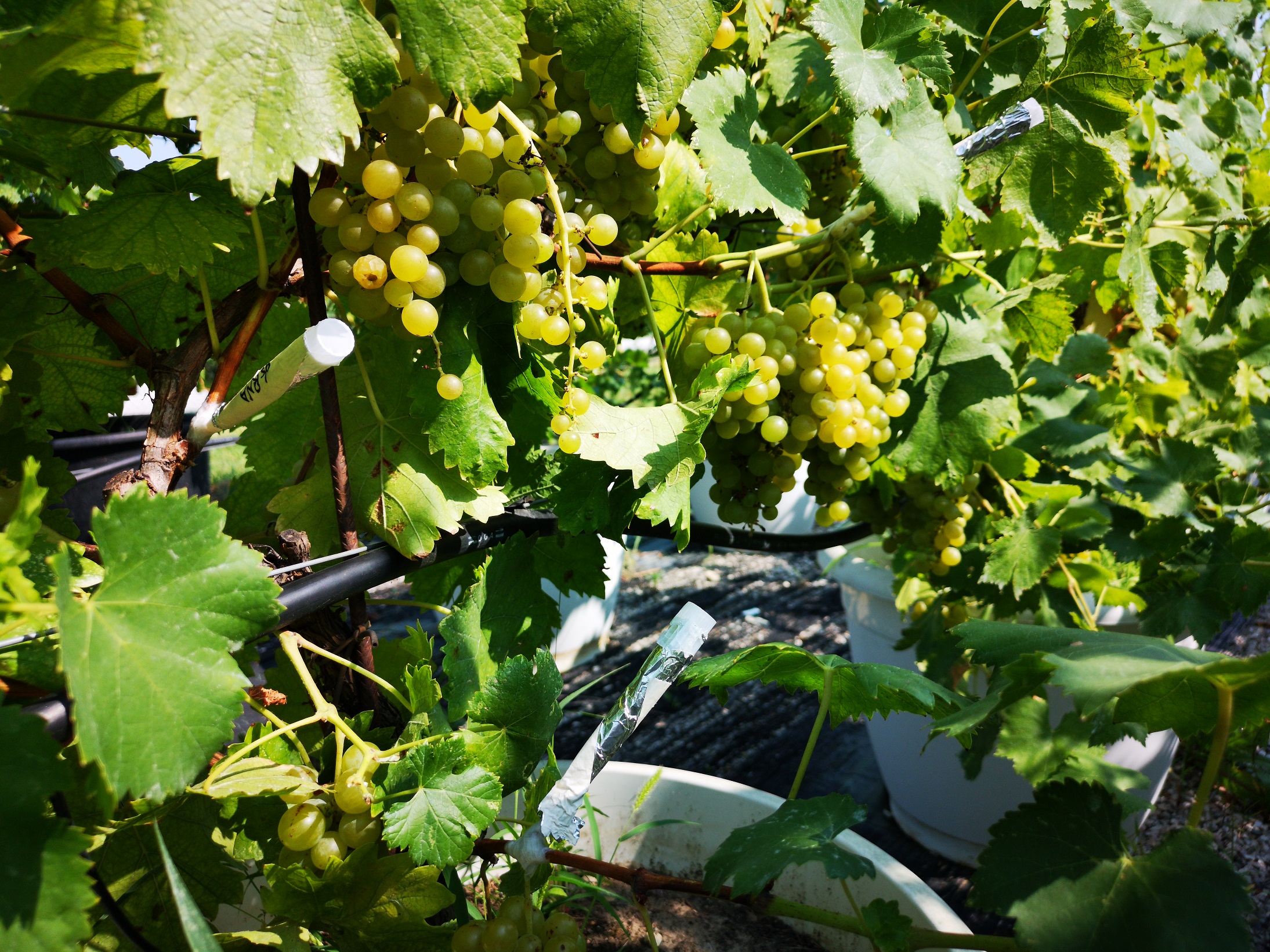 Botrite: dal CREA un vaccino naturale per le piante