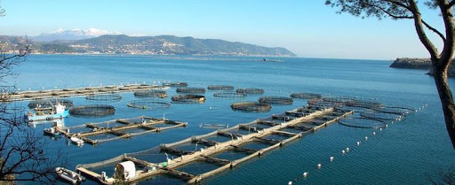 Stop plastica, arrivano le reti di rame per allevare i pesci