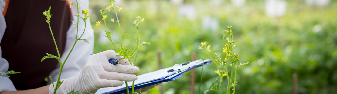 Researcher and University