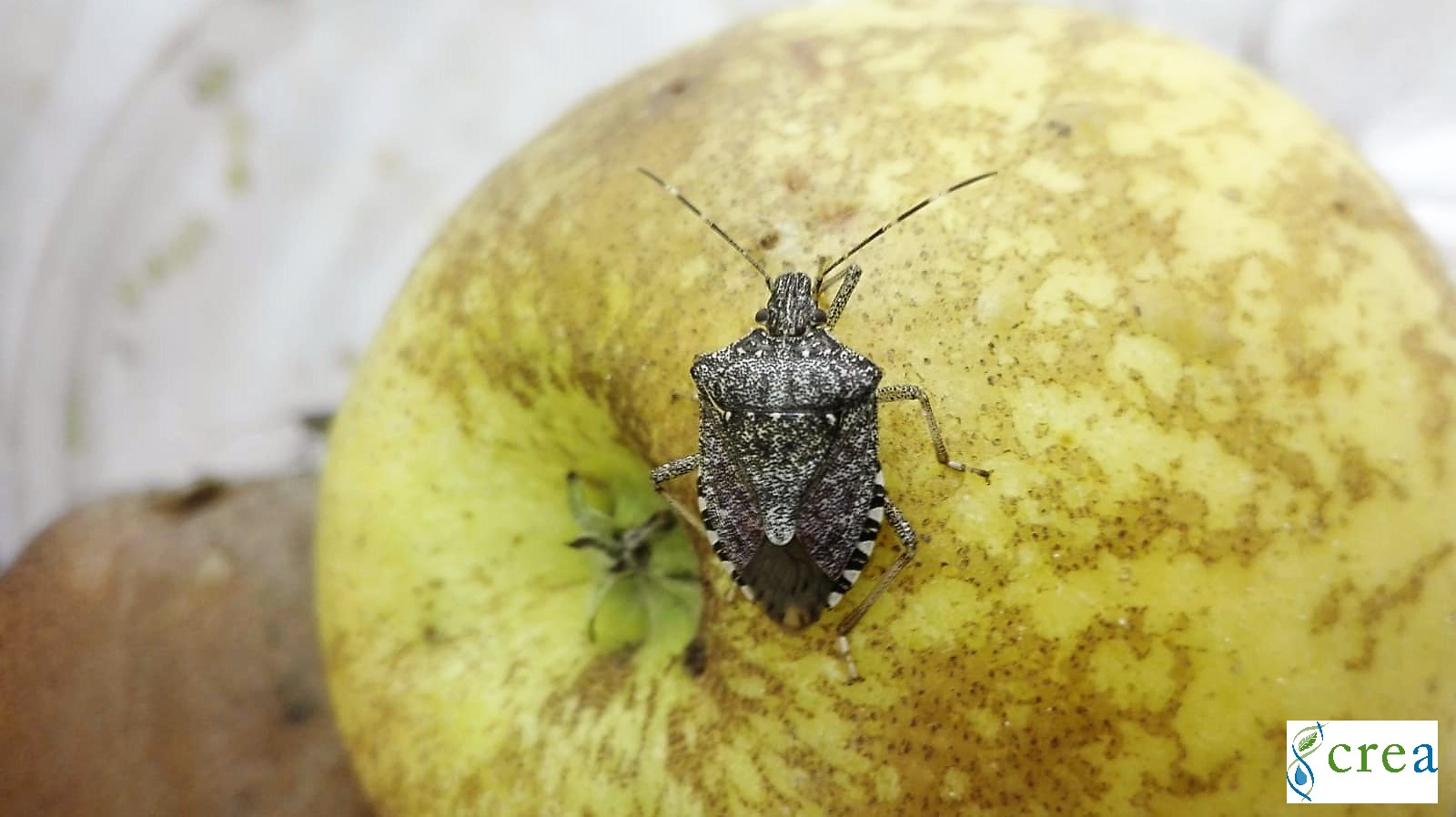 CIMICE ASIATICA: ORA LA LOTTA BIOLOGICA DIVENTA POSSIBILE