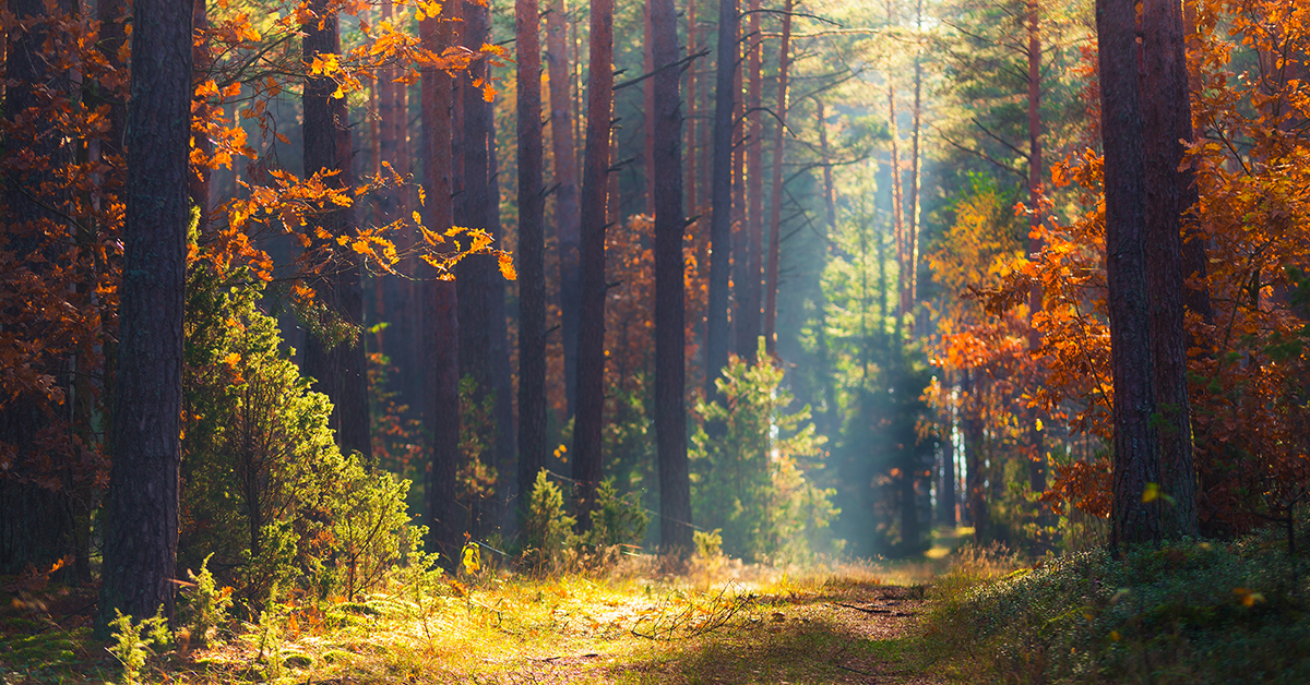 Foreste italiane, per il CREA nuova linfa al settore dai decreti ministeriali approvati