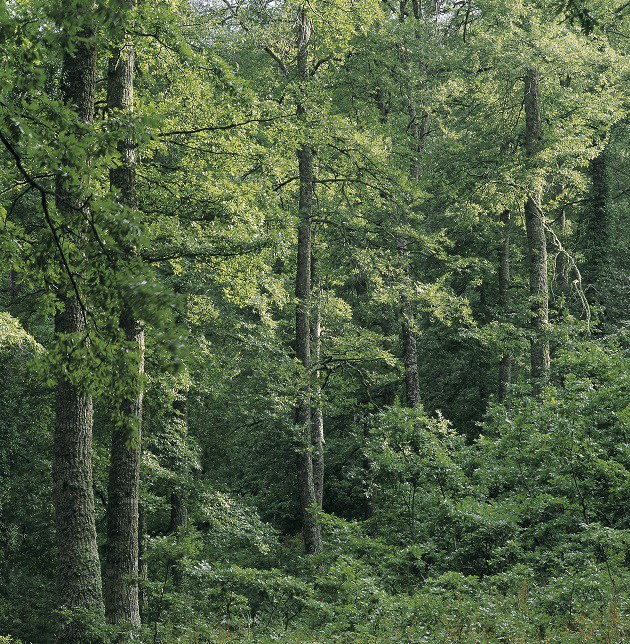 Il CREA su AgrilineaTV: