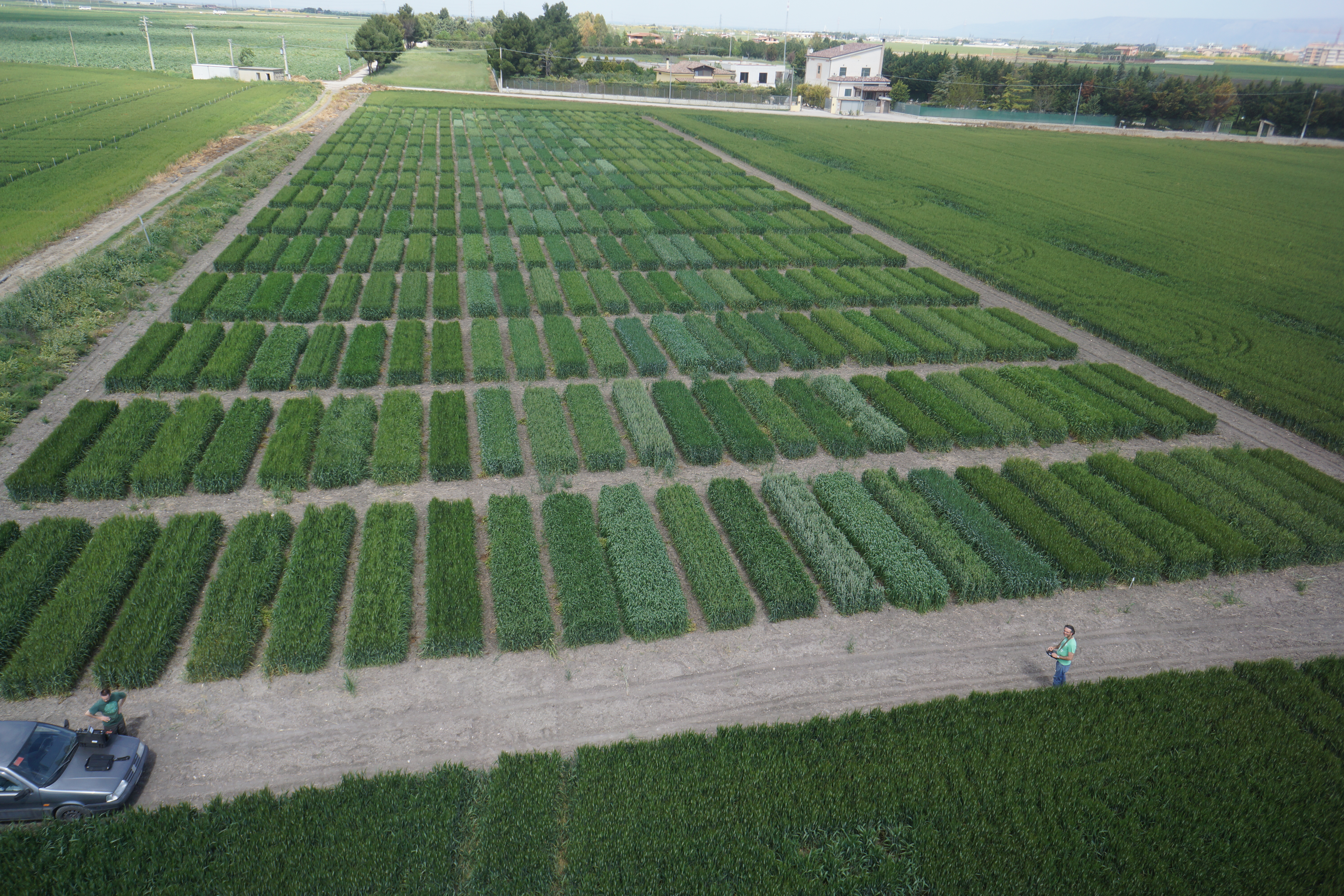 TECNOLOGIE DI PRECISIONE NEL FRUMENTO DURO