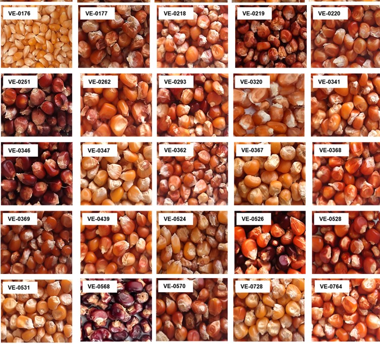 Mais Da Trinciato, Le Varietà Sono Diventate Più Produttive - Foto 6