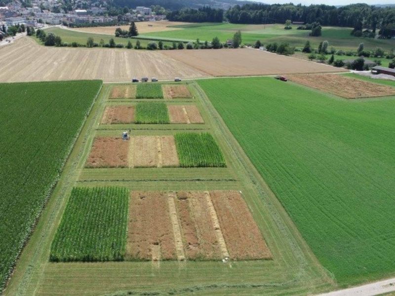 Al CREA Workshop sull'innovazione nella diversificazione colturale con il progetto DiverIMPACTS