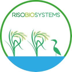 RISOBIOSYSTEMS: Ottima partecipazione di pubblico alla giornata dedicata al riso biologico