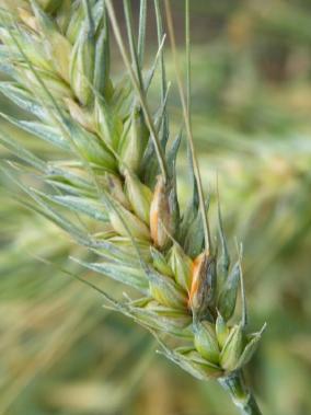 Tall plants get less sick of Fusarium. From a recent study on the wheat germoplasm important news on the tollerance to Fusarium