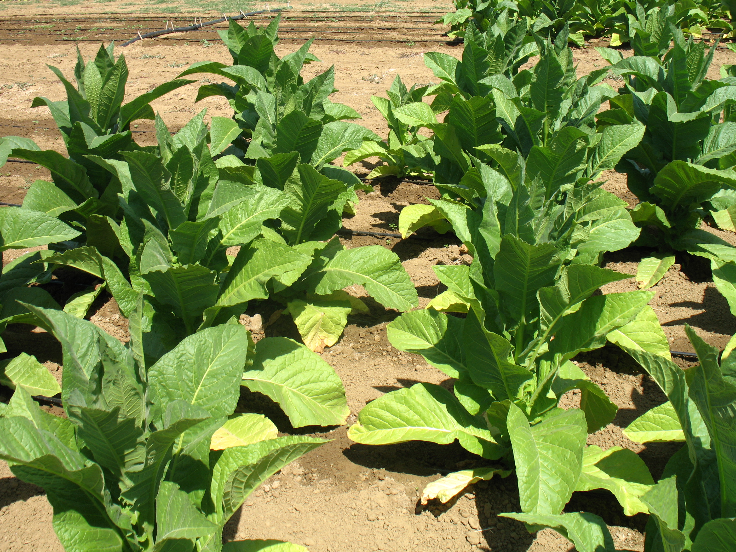 Tabacco Kentucky Toscano- Il Progetto TAKETO