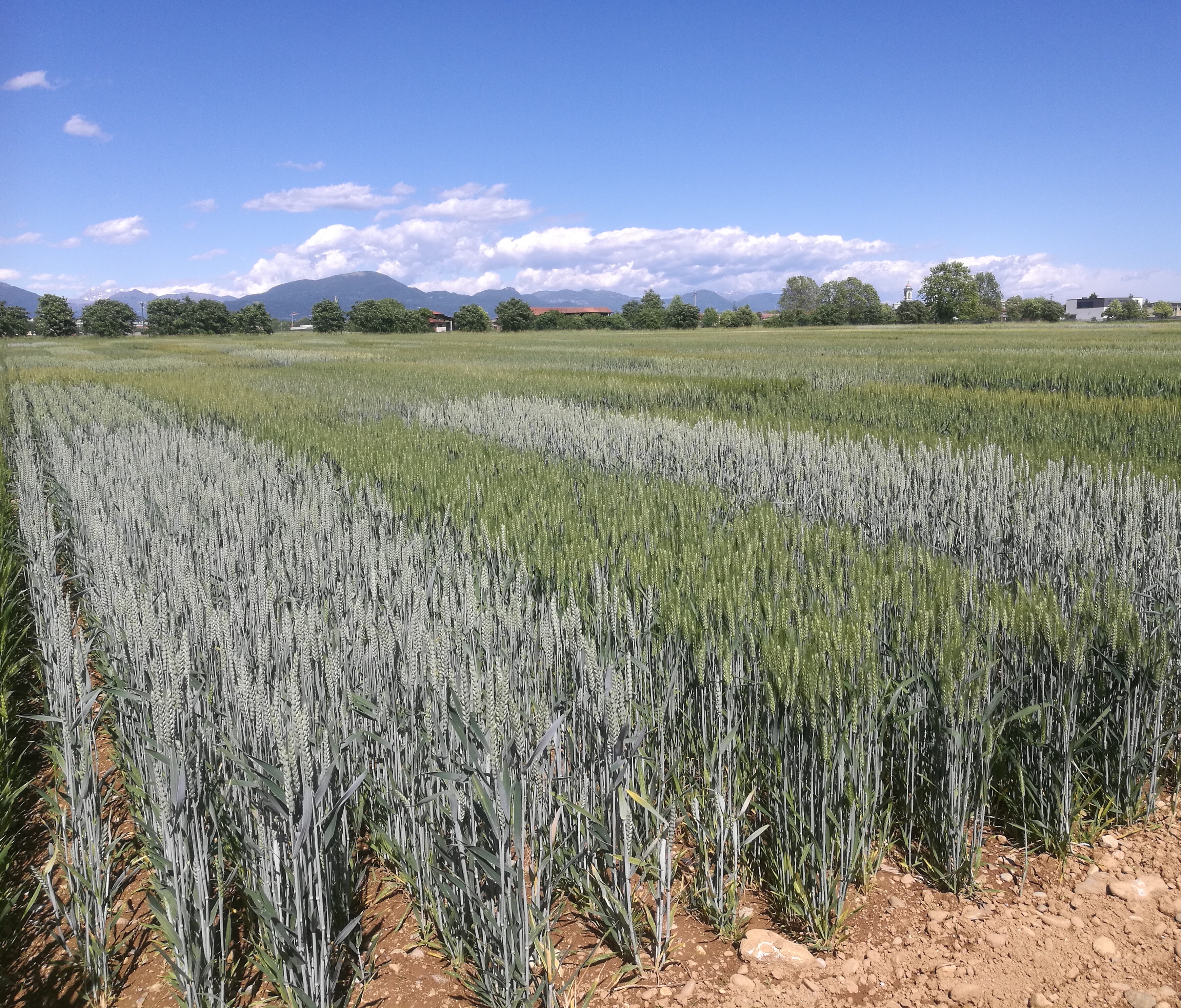 Campo Sperimentale presso la sede CREA di Bergamo