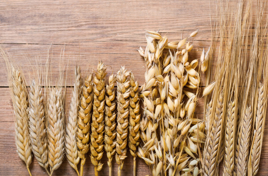 VALORIZZAZIONE GRANI ANTICHI SICILIANI Mito Attualità e Futuro