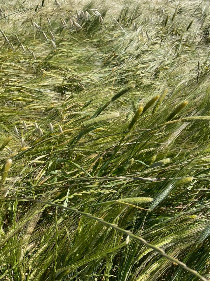 PROGETTO INNO.MALTO: GIORNATA DIMOSTRATIVA DI TREBBIATURA DI GRANO E ORZO