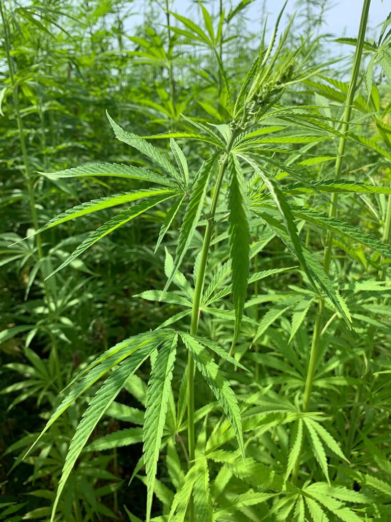 LA RIVALUTAZIONE OLISTICA DELLA CANAPA OLTRE IL PIL: IL PROGETTO PROHEMPIL