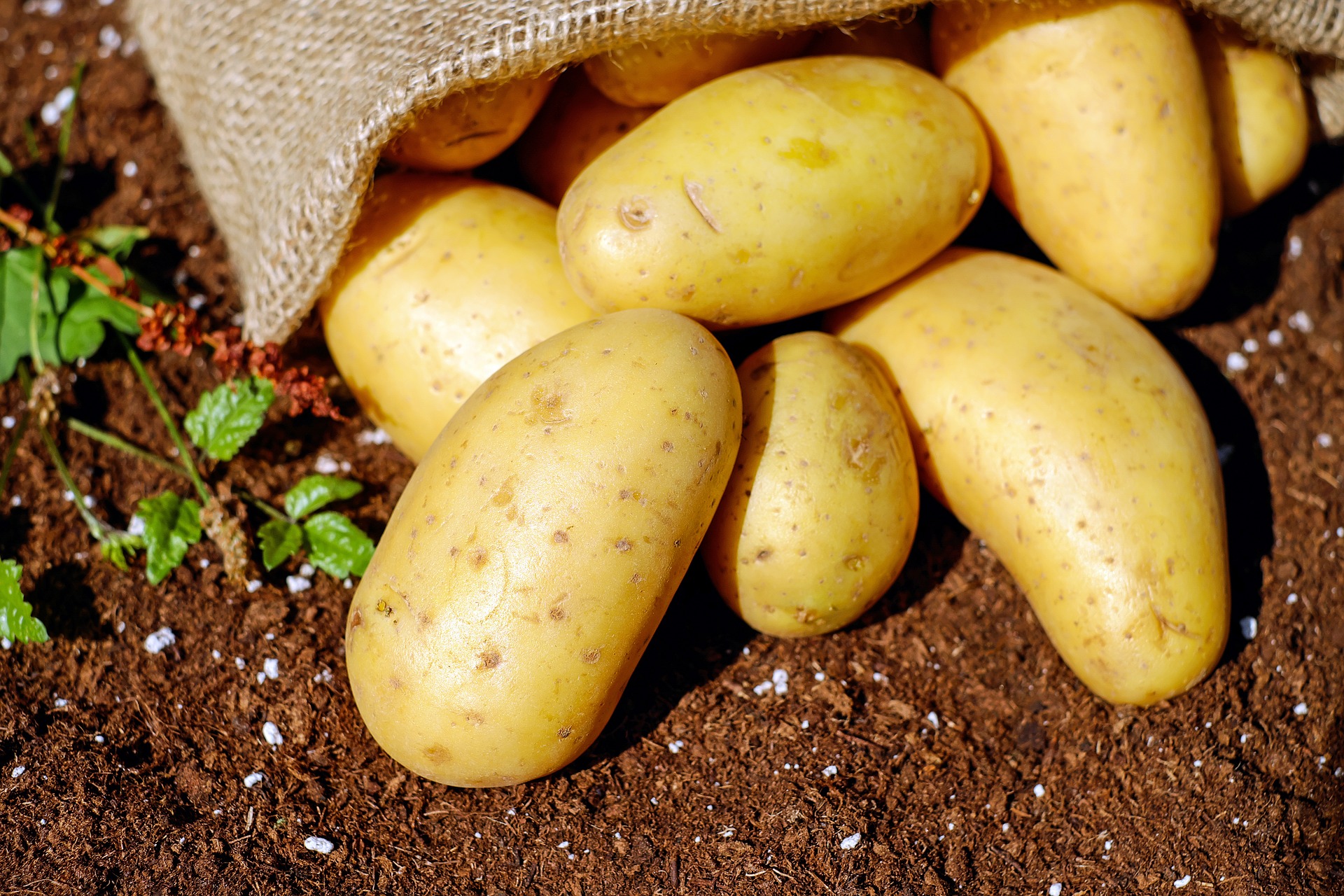 PATATE LOCALI: BUONE PRATICHE PER LA COLTIVAZIONE E LA PRODUZIONE DI TUBERI SANI DI QUALITA’