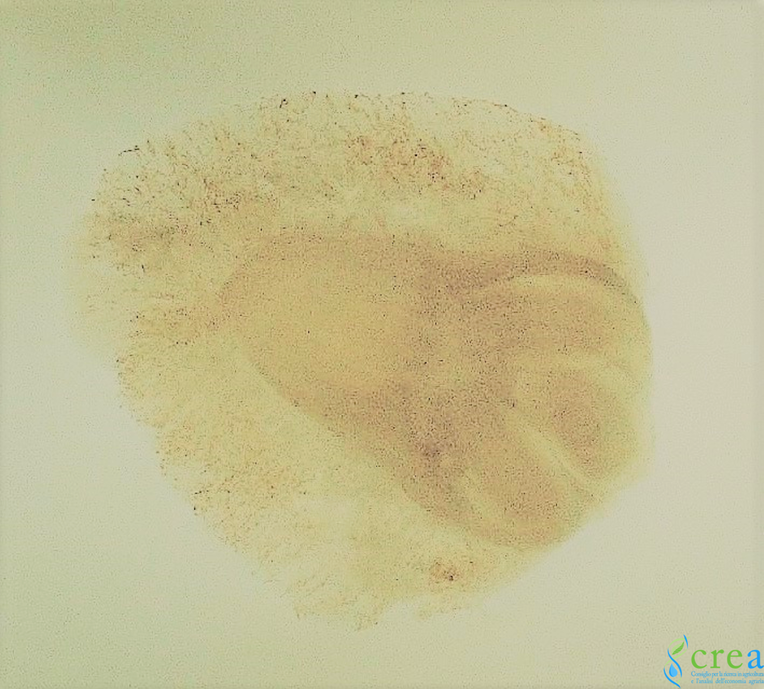 Seme di Orzo Infetto da Ustilago nuda