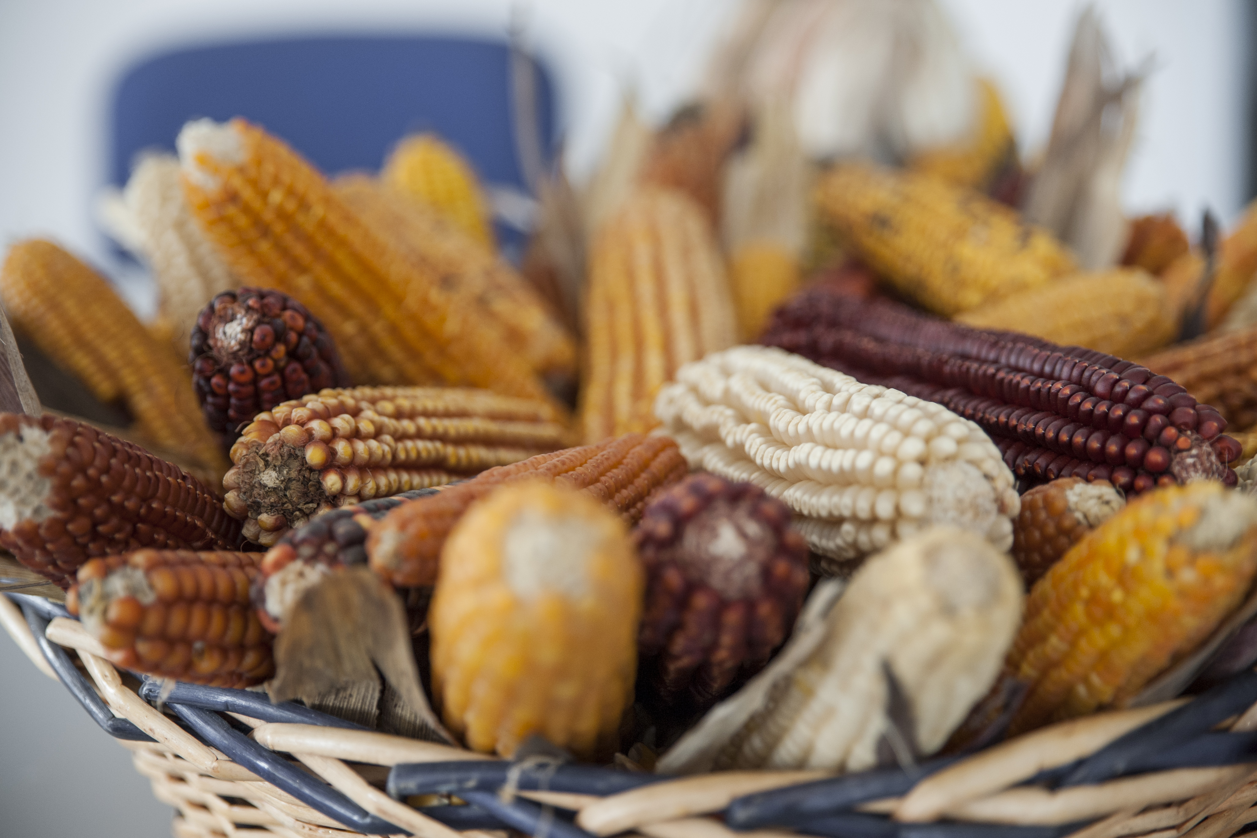 Buone pratiche per la conservazione, la coltivazione e la valorizzazione di cultivar locali tradizionali di mais