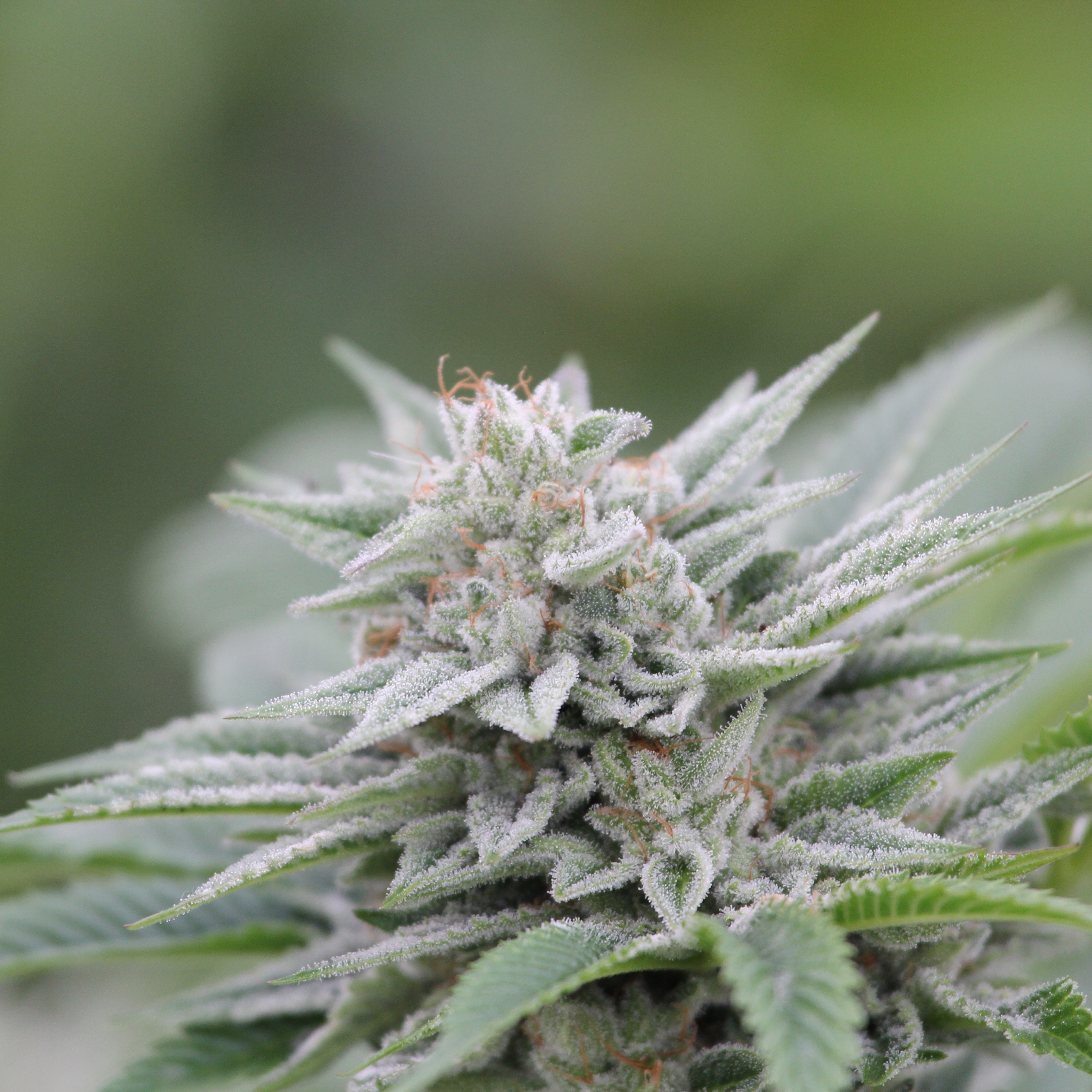 Olio e farina di canapa, il CREA al convegno dedicato al progetto FI.SI.CA