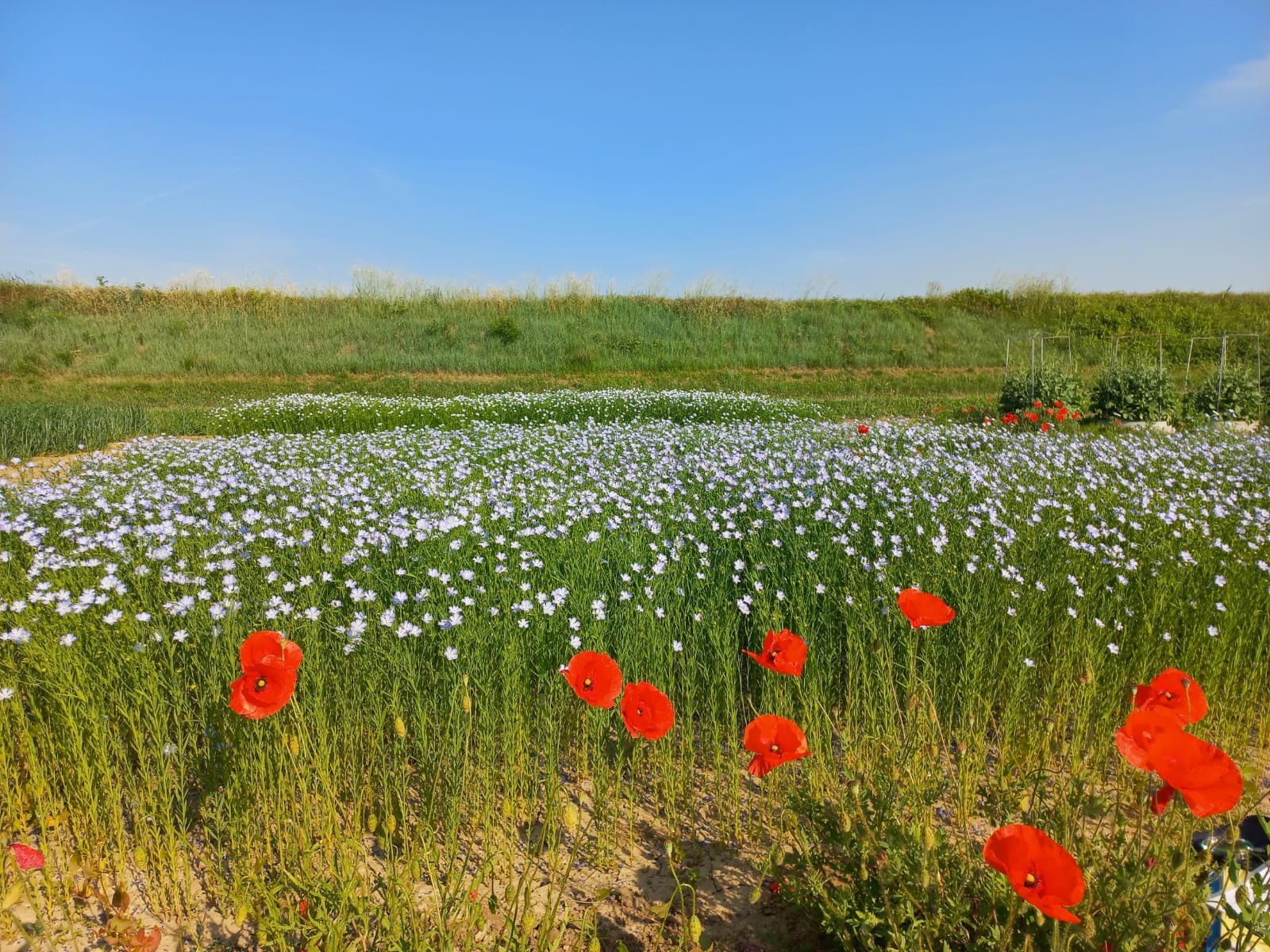 Alla scoperta della meravigliosa fioritura del Lino