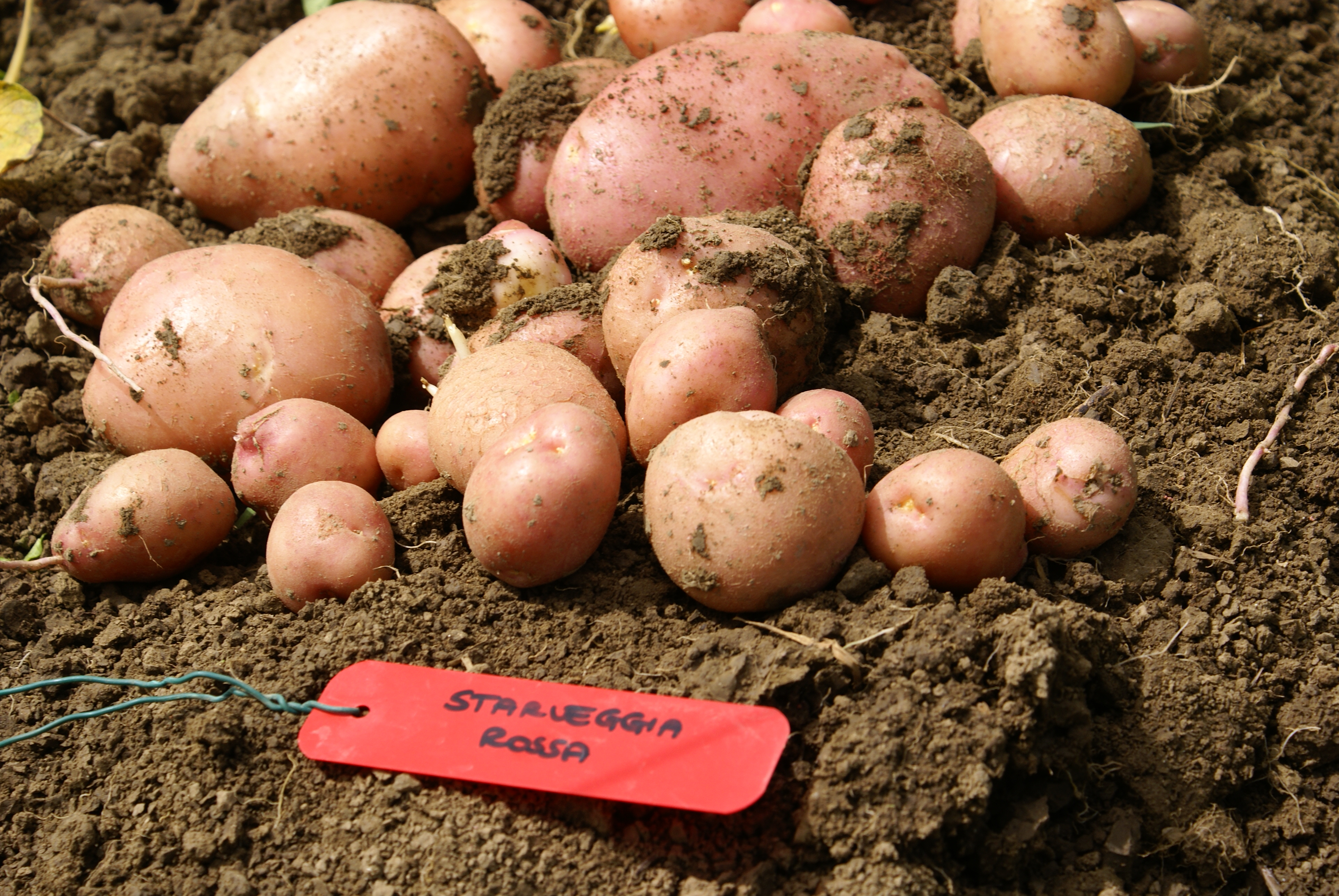 UNA NUOVA VITA PER LE VARIETA’ TRADIZIONALI DI MAIS E PATATE