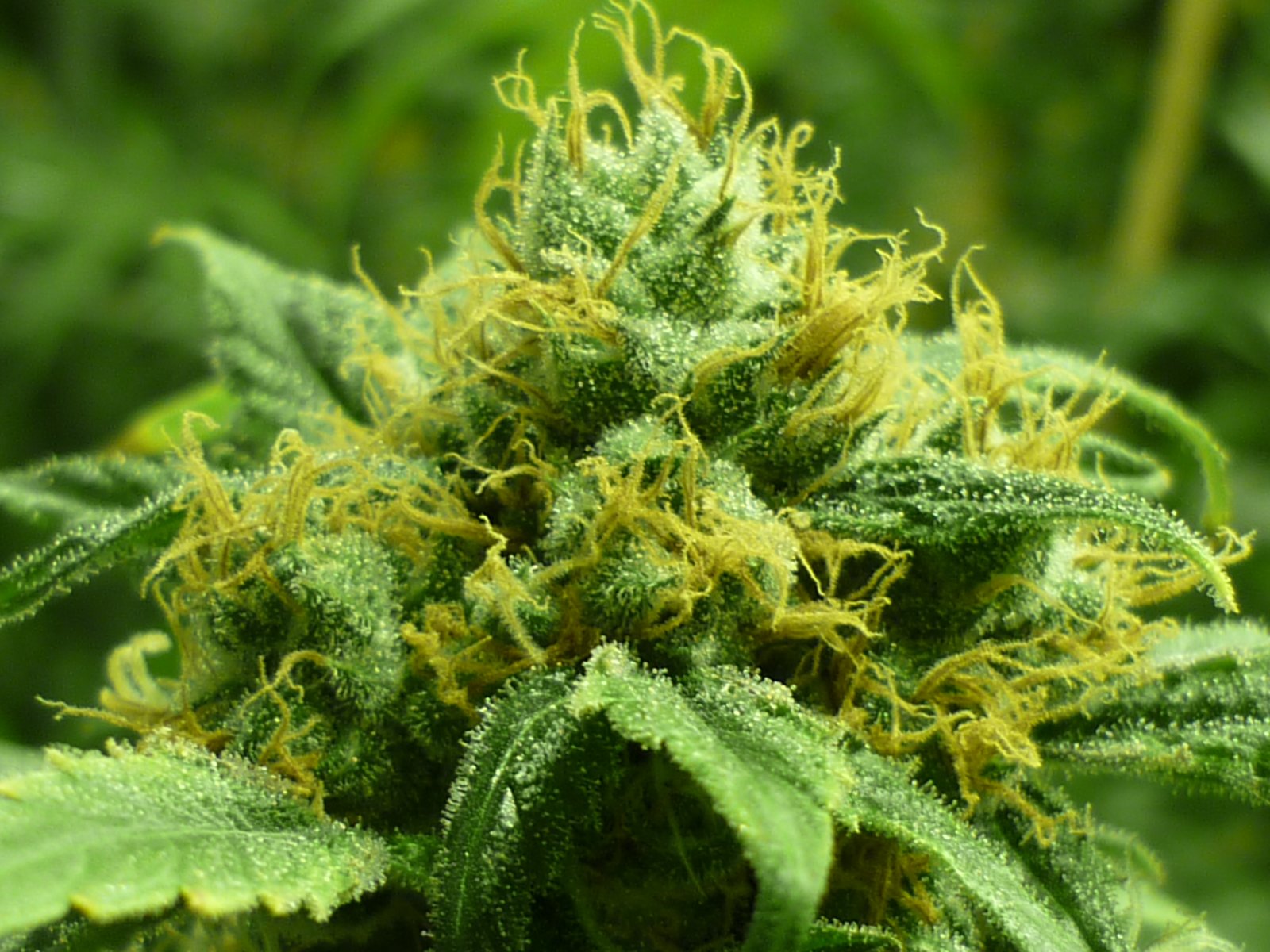 CAN VEN 2022: IL CREA PARTECIPA AD UNA GIORNATA DIMOSTRATIVA SULLA CANAPA