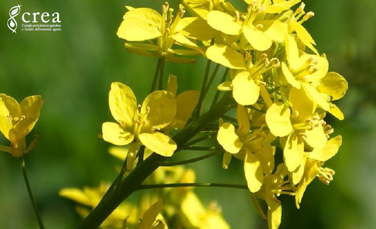 Il CREA e le opportunità del Colza