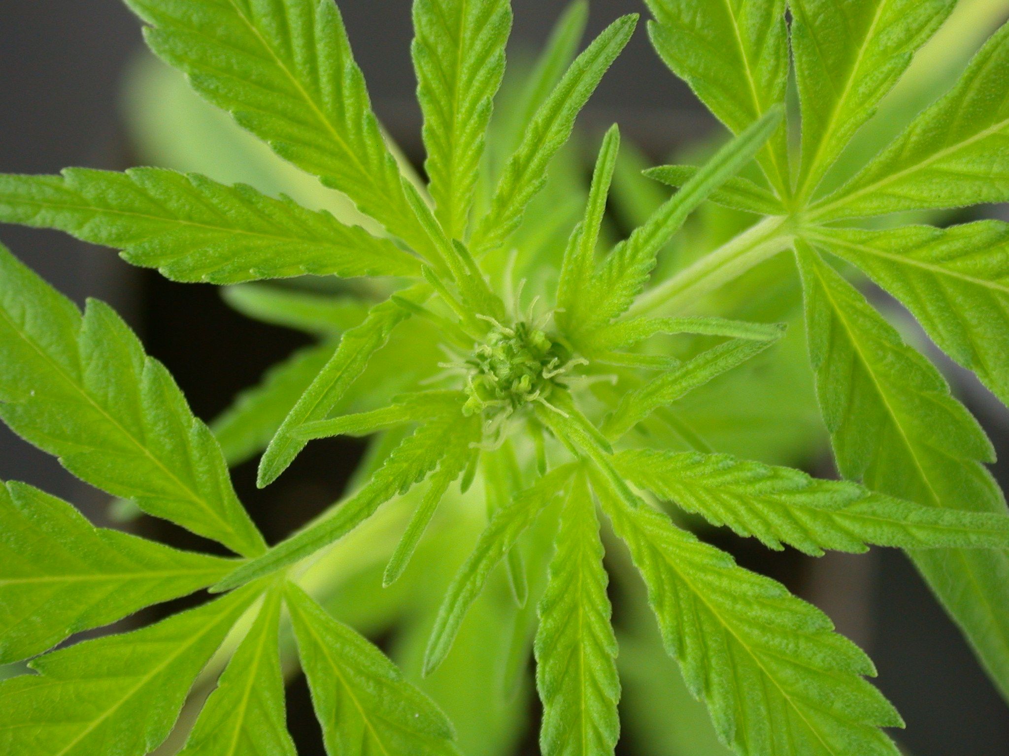 Cannabis medica: dalla selezione varietale alla prescrizione ai pazienti