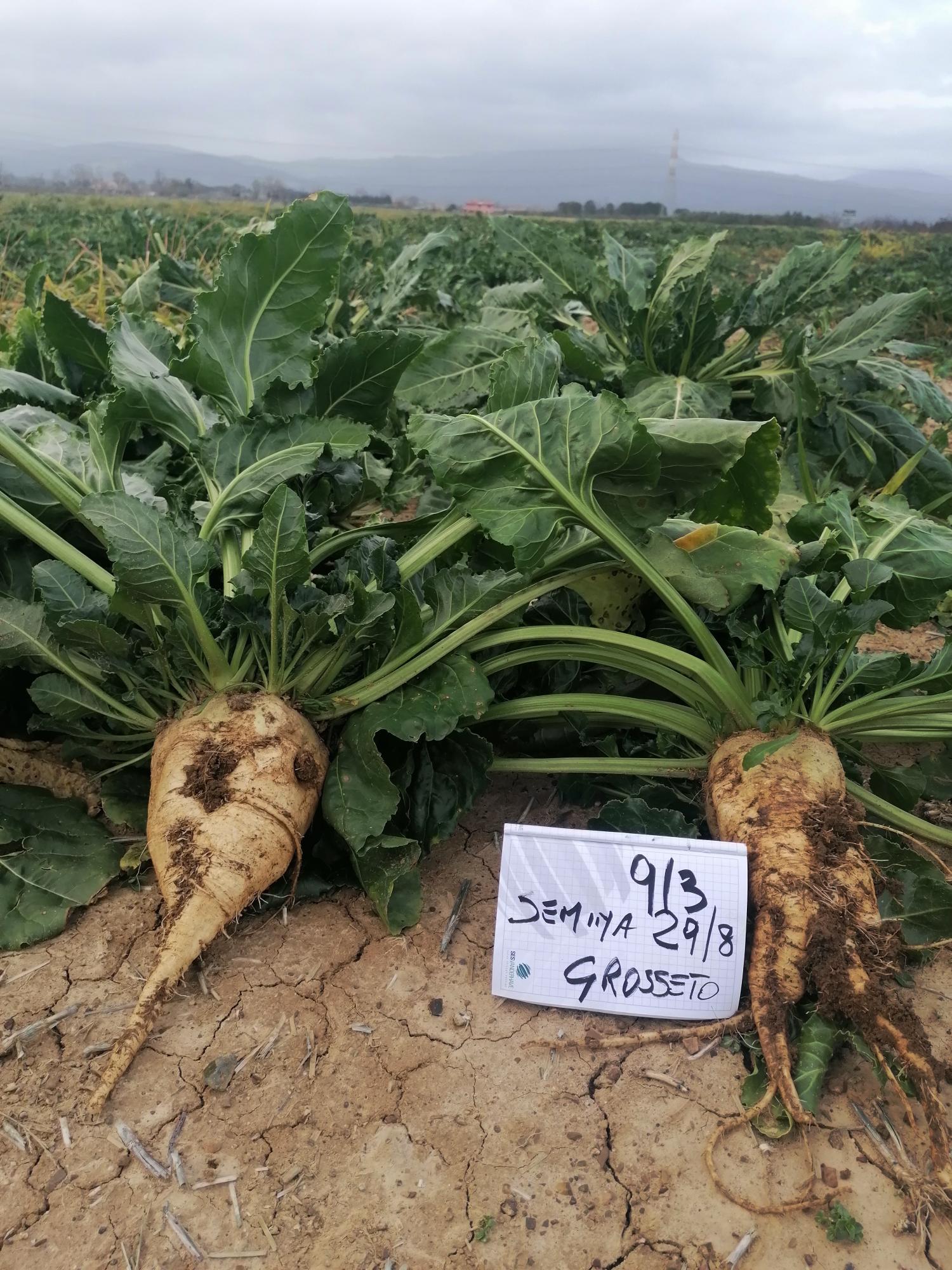 Barbabietola da zucchero: un incontro tecnico al CREA Cerealicoltura e Colture Industriali di Foggia