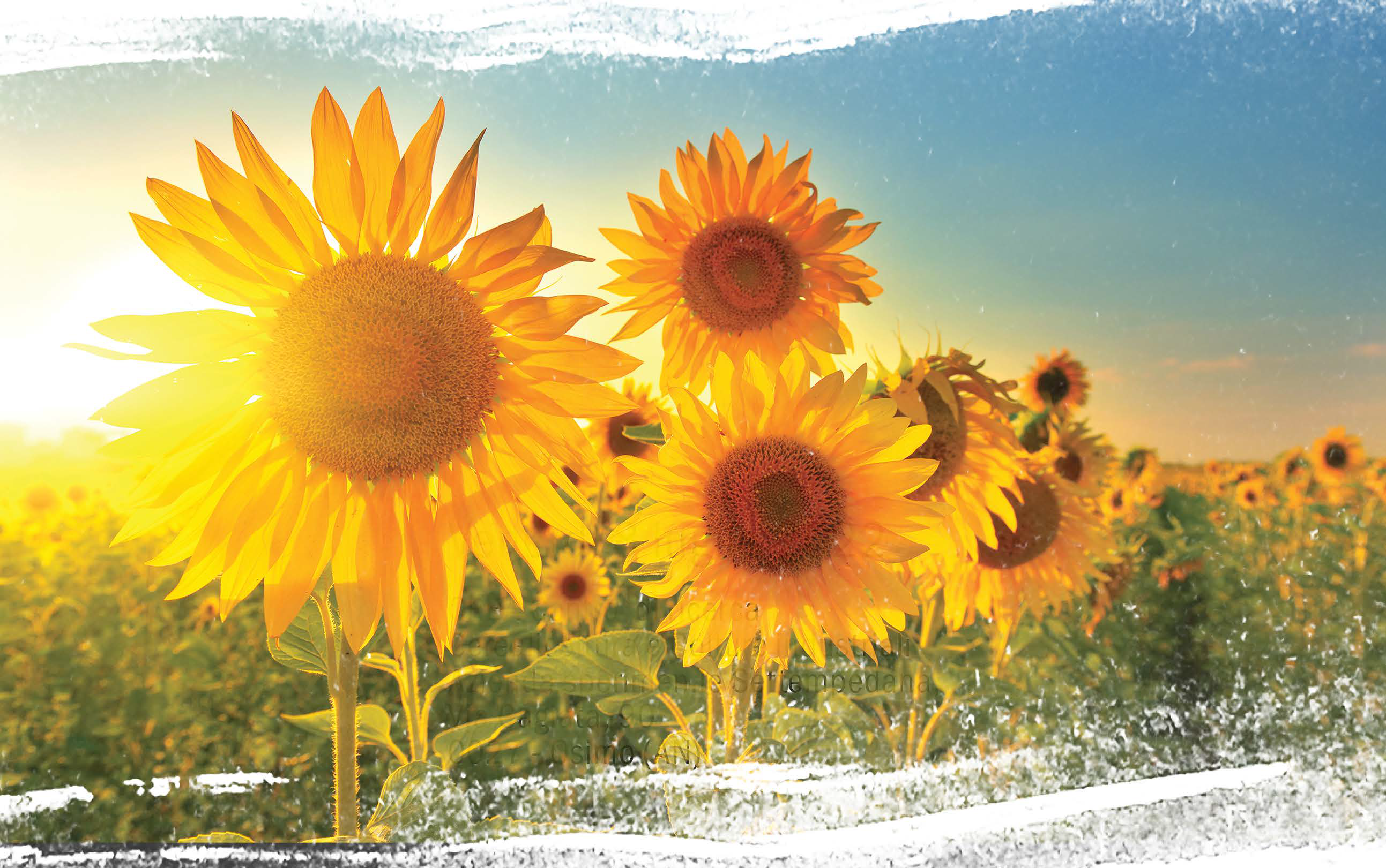 Una giornata in compagnia del... Girasole!