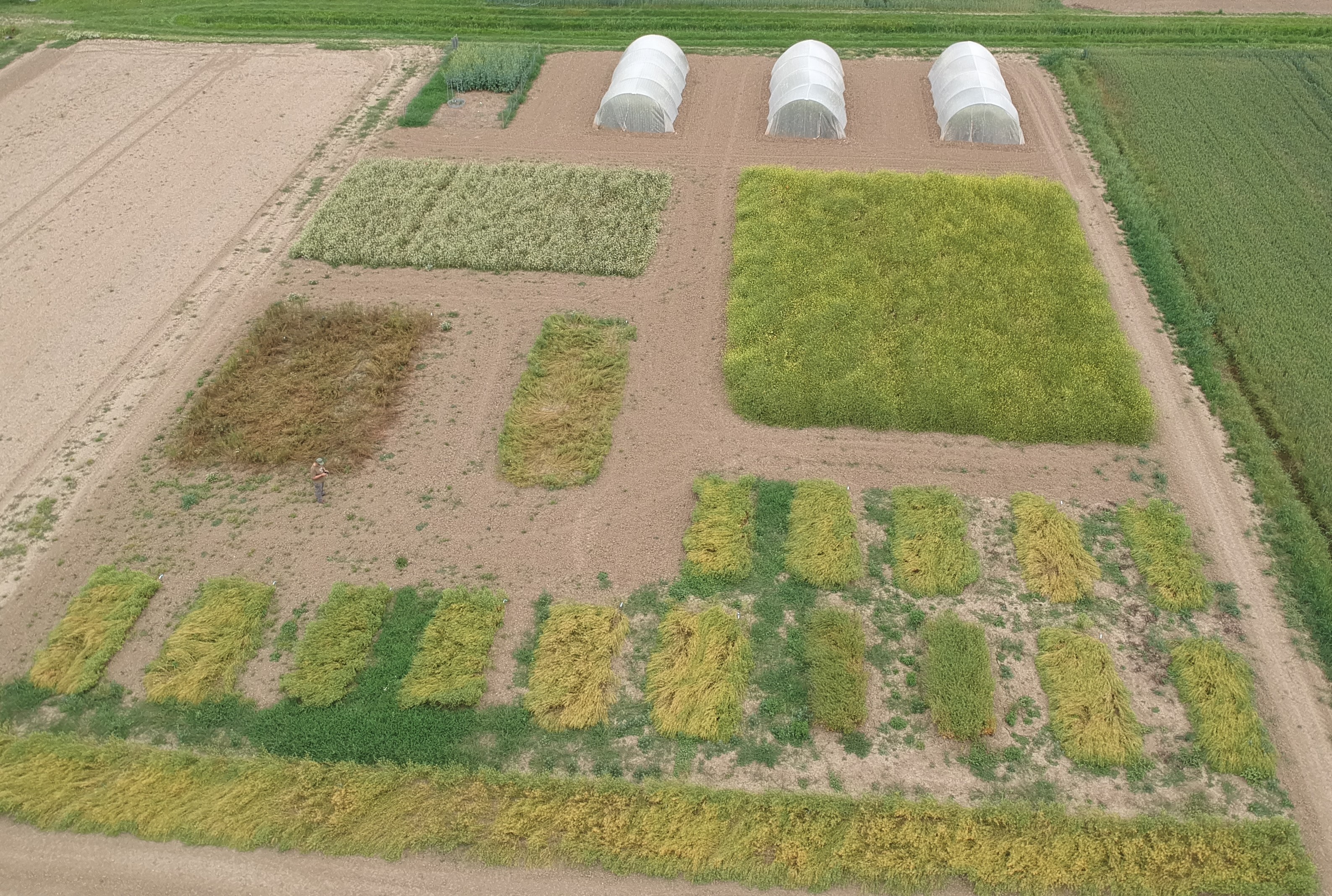 Le Brassiche per la chimica verde