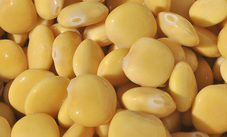 Creazione della filiera del lupino con varietà innovative esenti da alcaloidi amari, in sistemi agricoli biologici a supporto della zootecnia siciliana