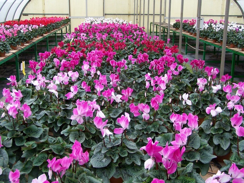 POISETTIA 2024 – Giornata Tecnica