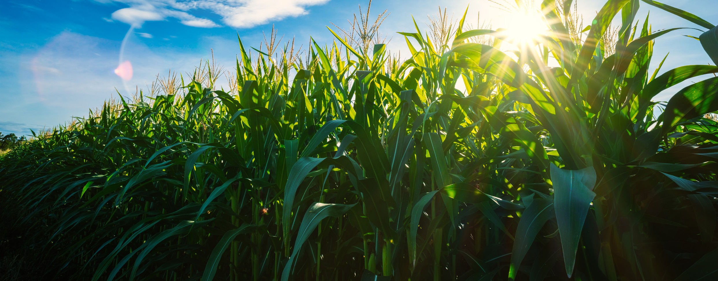 On line il Video integrale e le presentazioni della Giornata del Mais 2025