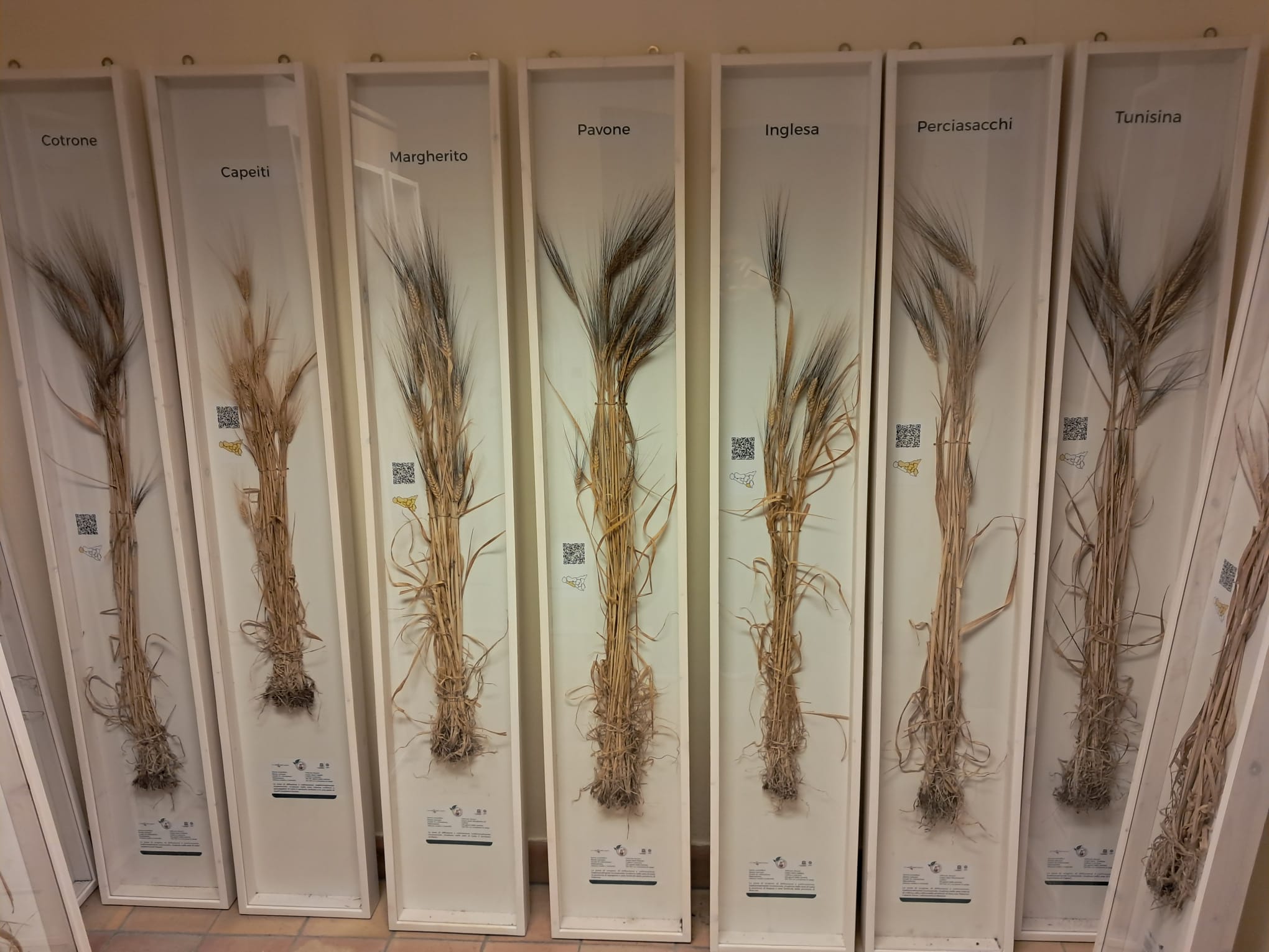 Grani antichi siciliani