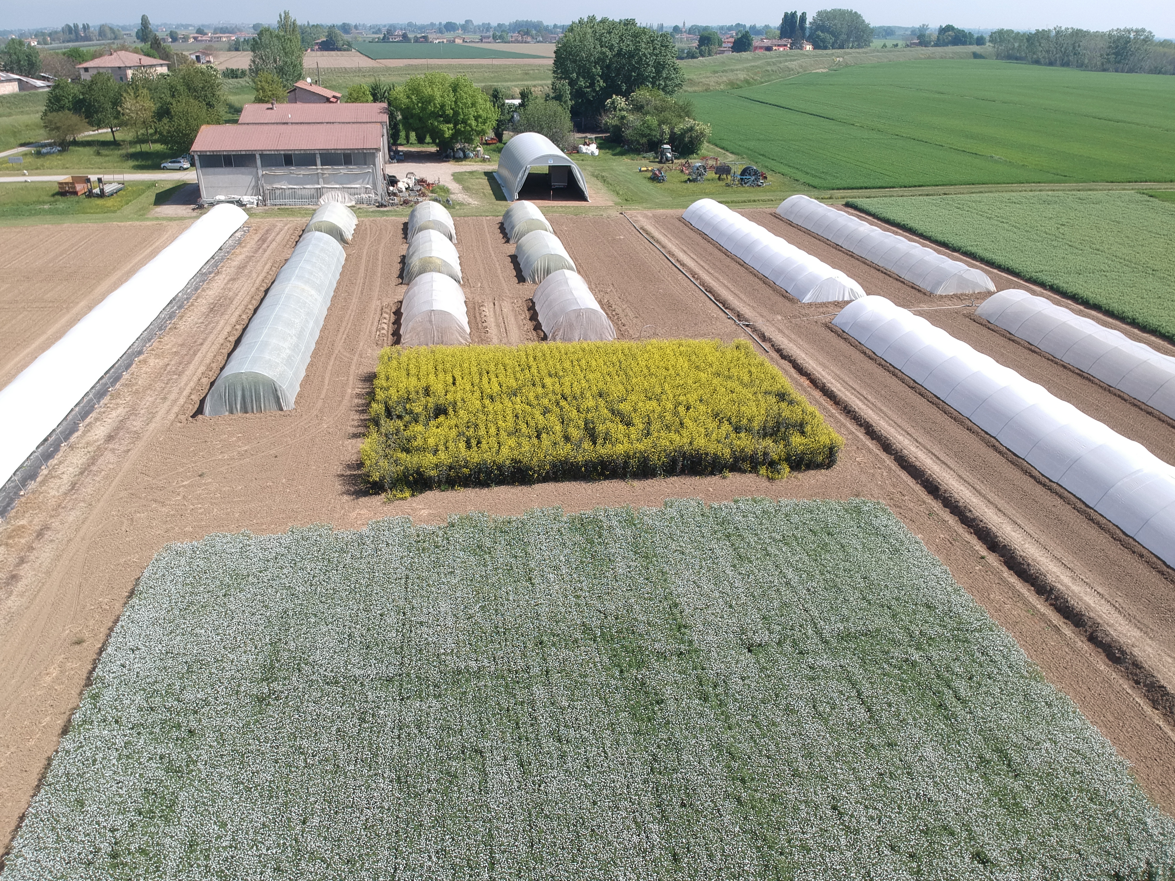 Brassiche per la chimica verde