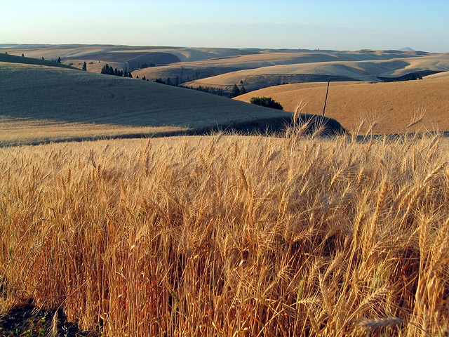 Modelli produttivi agricoli multifunzionali per le aree rurali del Parco dell’Etna basati su colture erbacee, finalizzati alla realizzazione di prodotti artigianali come strumento per la salvaguardia dell’ambiente e del paesaggio agrario tradizionale