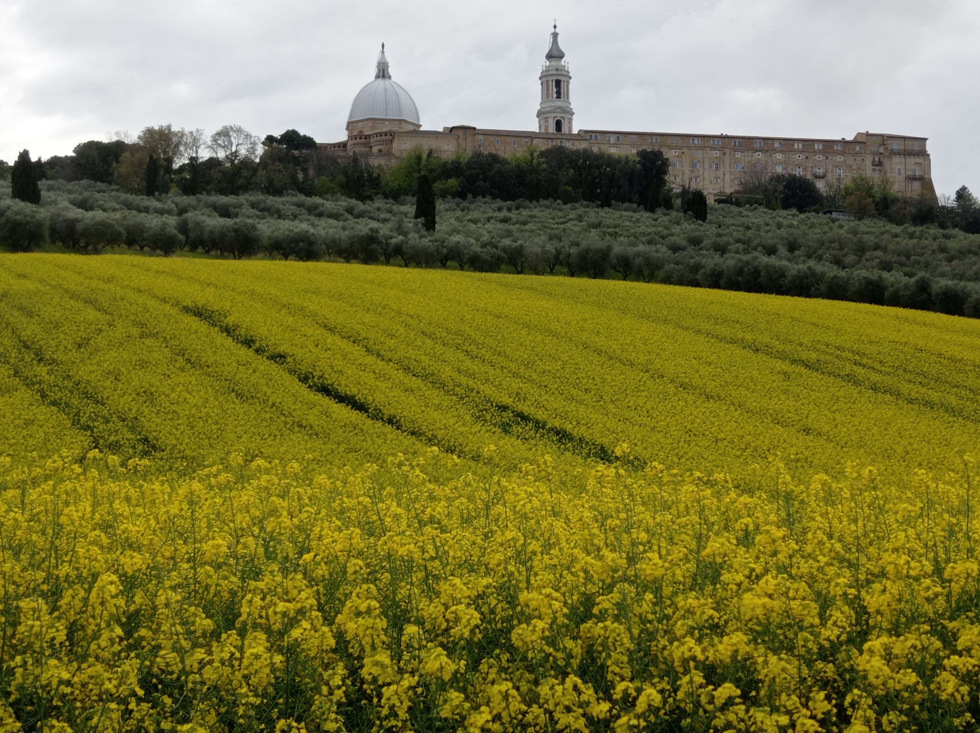 GIORNATA DEL COLZA 2025