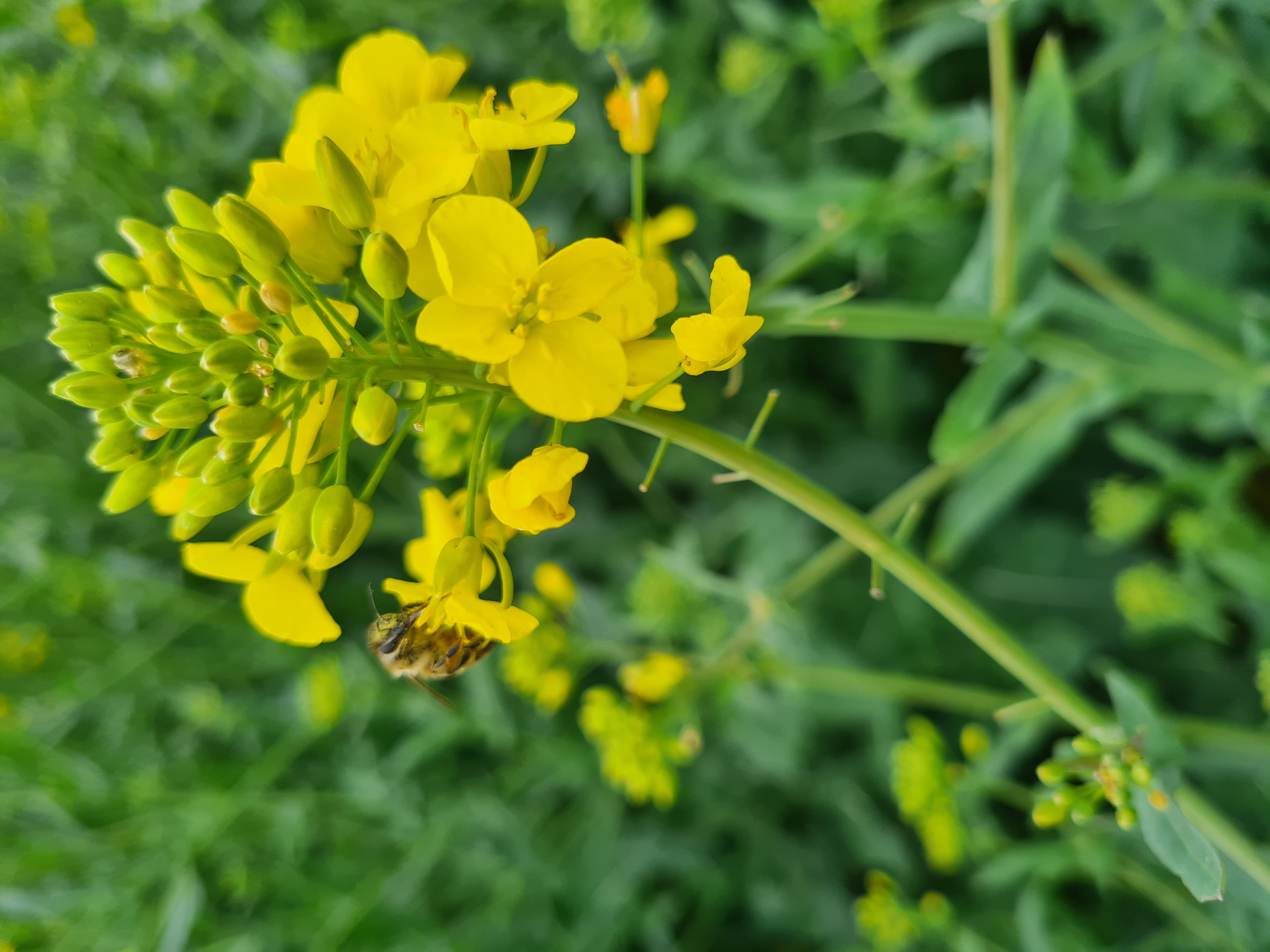 L'annuale Giornata del Colza organizzata ad Osimo quest'anno viene dedicata all'Olio