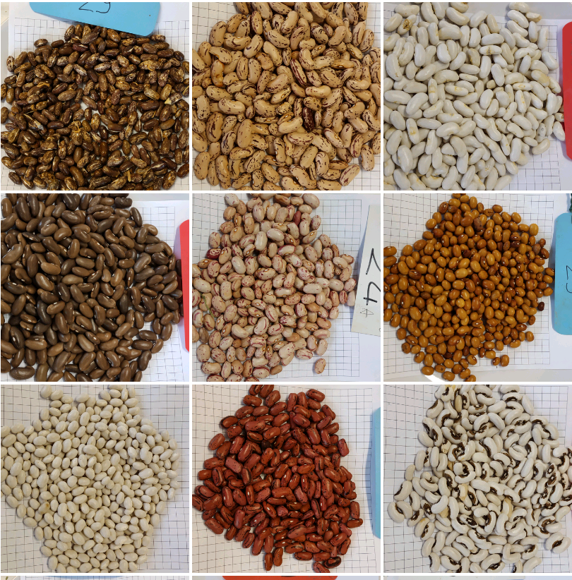 Frutti e semi della madre terra