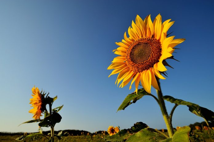 IL GIRASOLE: perchè coltivarlo?