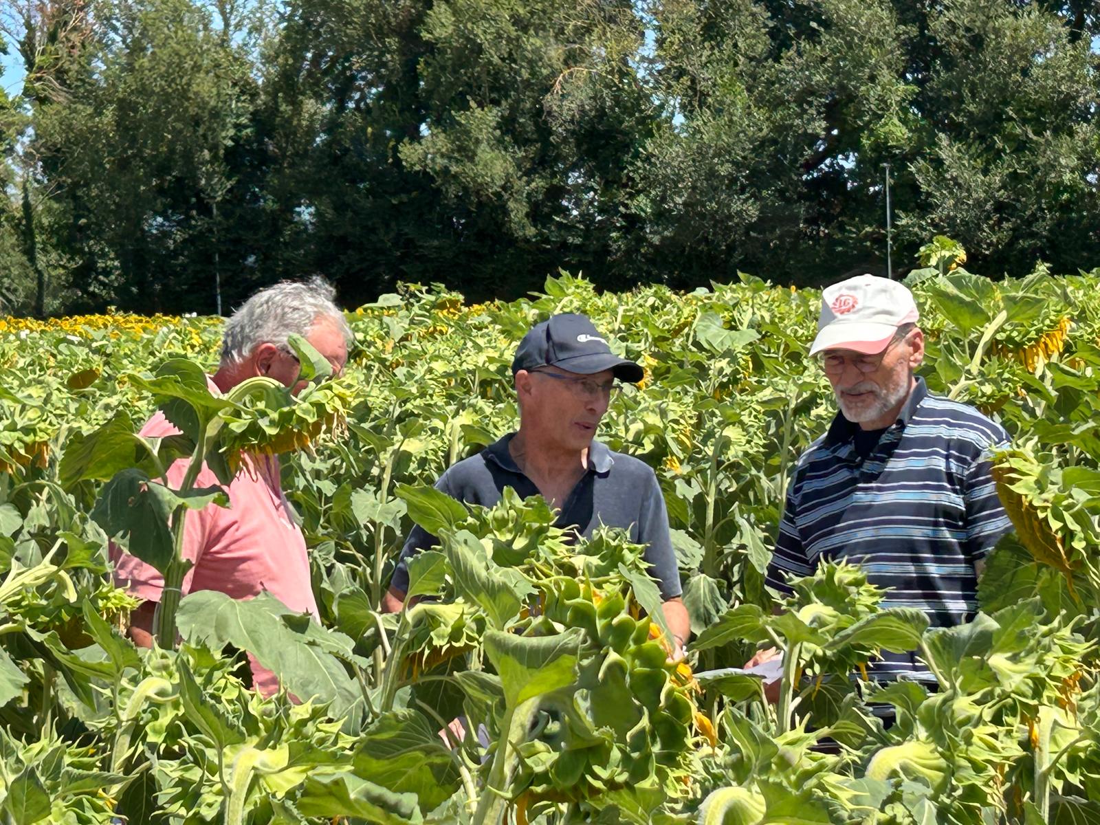 On line le presentazioni della Giornata dedicata al Girasole