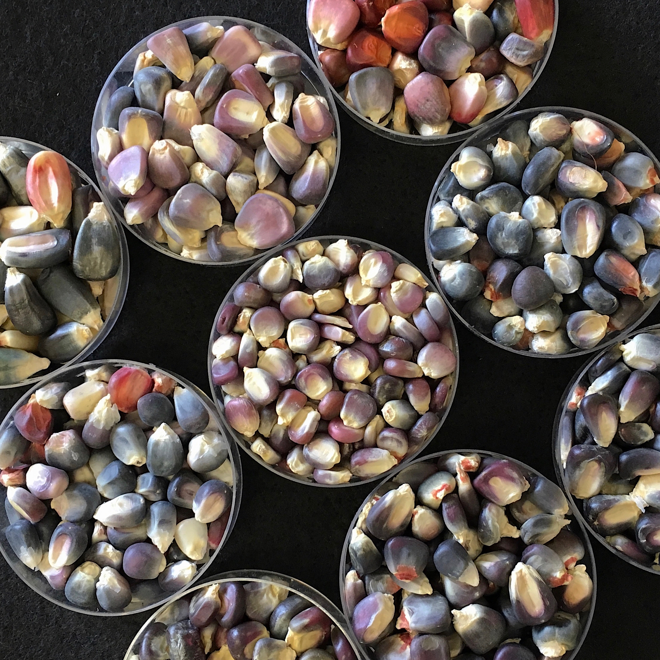 Functional genomics in maize