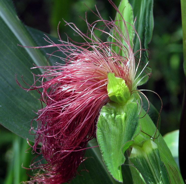 Giornata del Mais 2026: da oggi disponibile la registrazione e le presentazioni