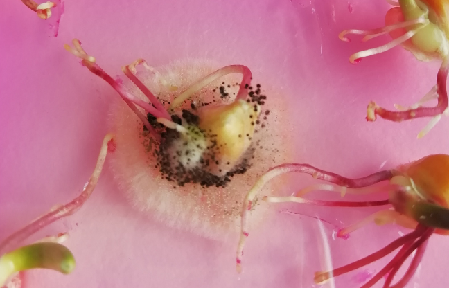 Cereal AgriScience in Action: Field Experiments, Plant Pathogens and biodiversity genetic resources