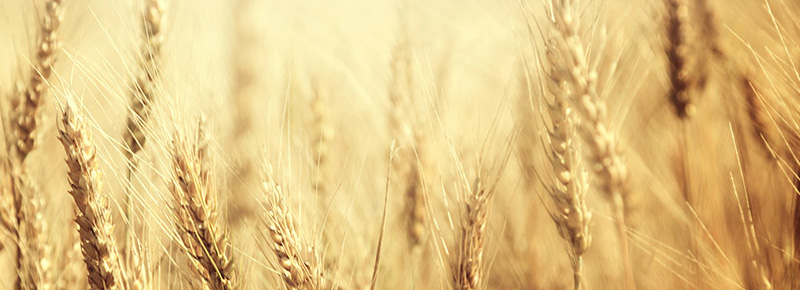 DURUM DAYS 2026: Nuovi strumenti per rafforzare i rapporti di filiera