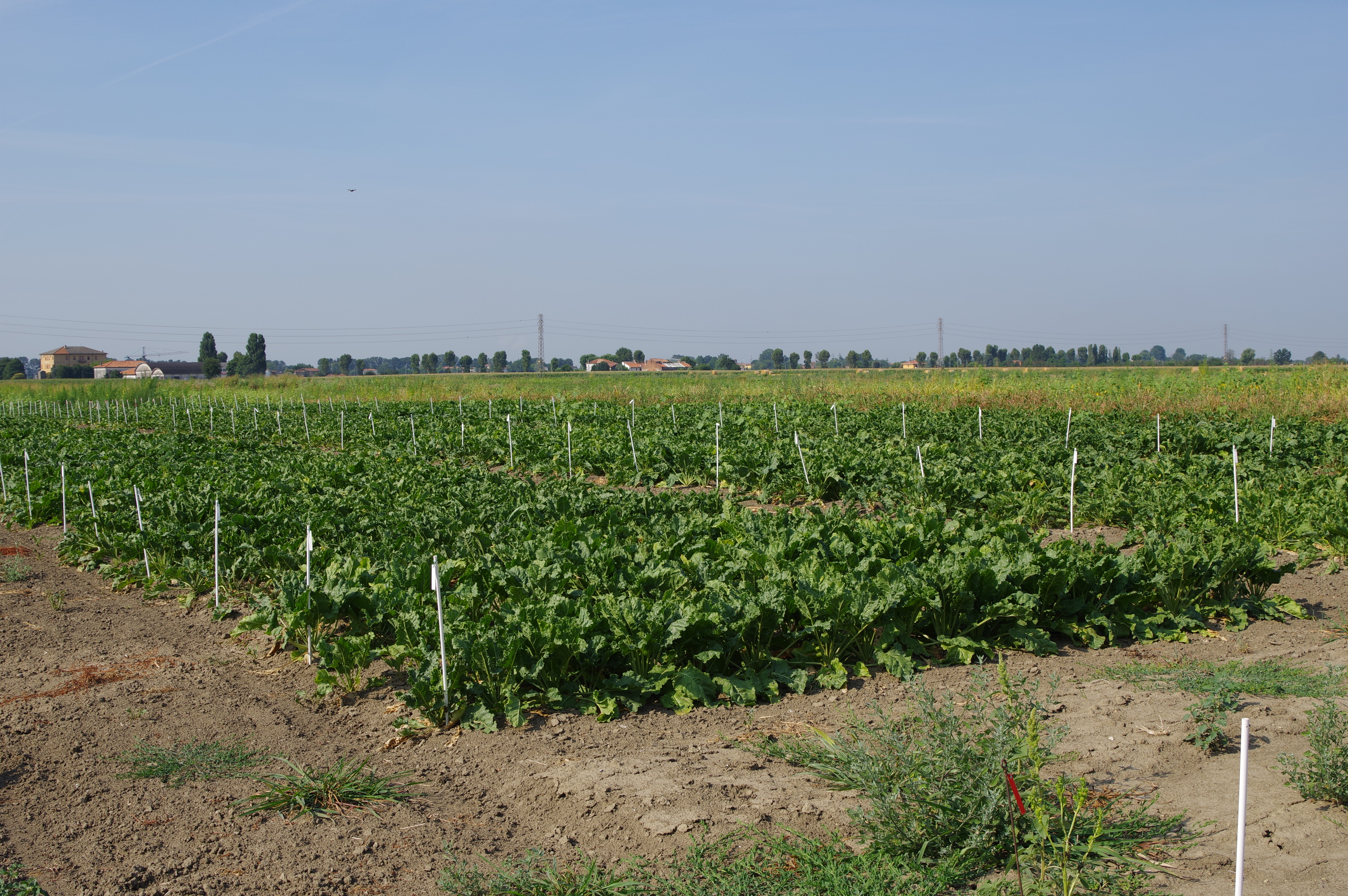 Barbabietola da zucchero: il trasferimento dell'innovazione a supporto delle filiere agricole regionali