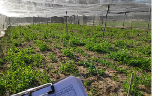 Seminario sul ruolo della selezione genomica per la prevenzione della ruggine nelle piante di piselli