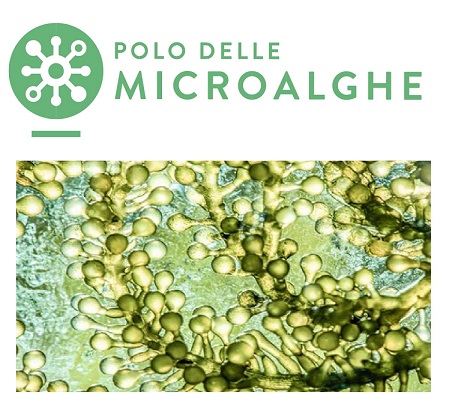 LE MICROALGHE PER IL TRATTAMENTO E LA VALORIZZAZIONE DI REFLUI E SOTTOPRODOTTI AGRO-ZOOTECNICI E CASEARI