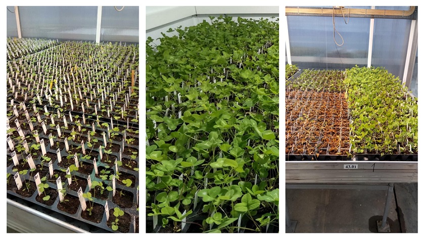 Studio della tolleranza al freddo in trifoglio violetto (Trifolium pratense L.)