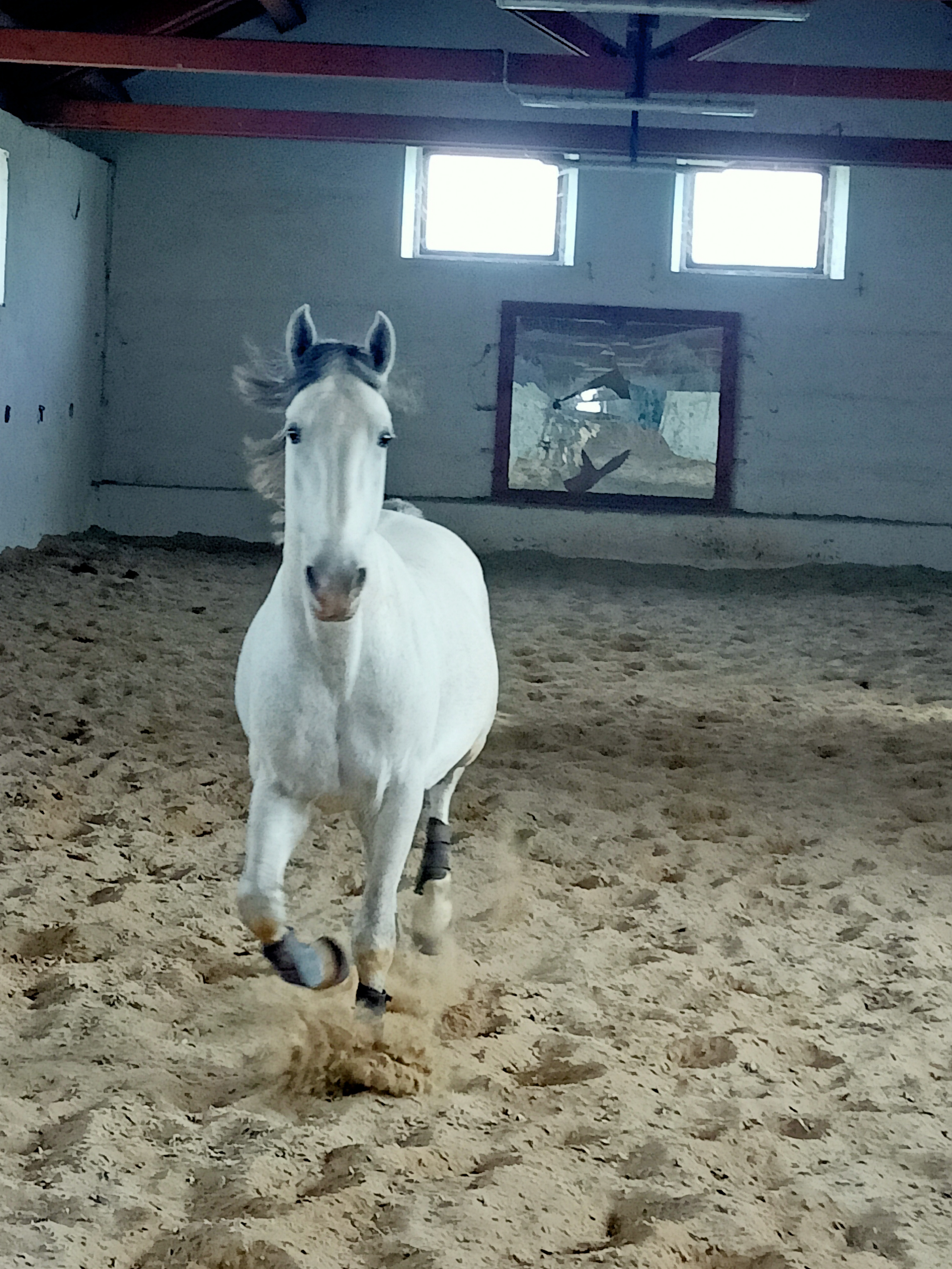 126° edizione Fiera Cavalli